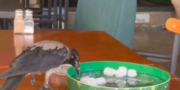 sicaga-dayanamayan-karga-carsi-carsi-dolasip-su-icti-karnini-doyurdu-20250629AW486751