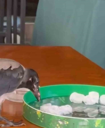 sicaga-dayanamayan-karga-carsi-carsi-dolasip-su-icti-karnini-doyurdu-20250629AW486751