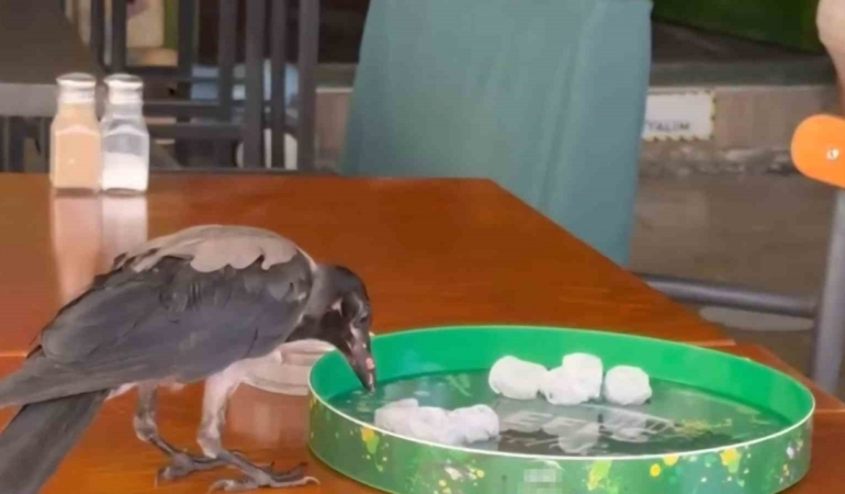 Sıcağa dayanamayan karga, çarşı çarşı dolaşıp su içti