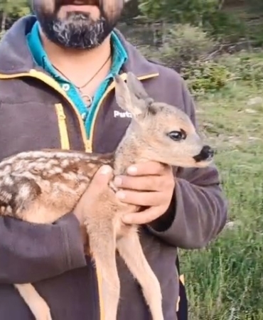 ORMANDA BULUNAN CEYLAN, KEÇİ SÜTÜYLE HAYATA TUTUNDU