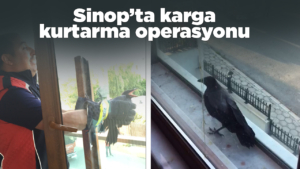 sinopkarga