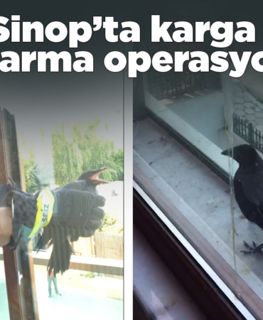 sinopkarga