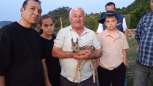 ÇOBAN BULDUĞU YAVRU CEYLANA KEÇİ SÜTÜYLE BAKIYOR