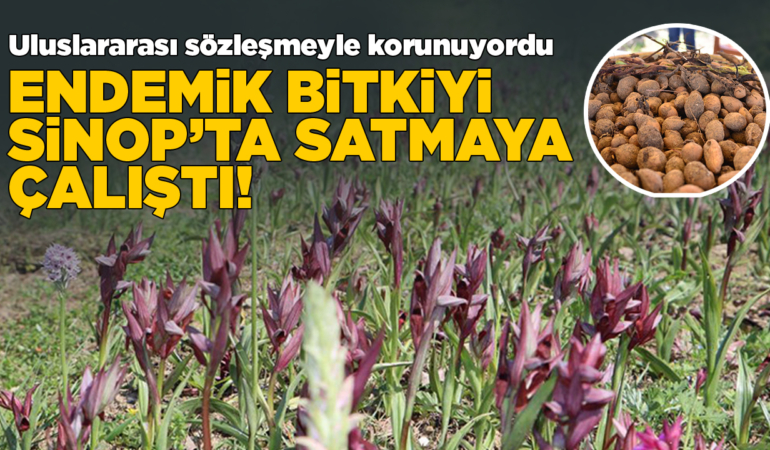 Sinop’ta yasa dışı bitki satan şahıs yakalandı