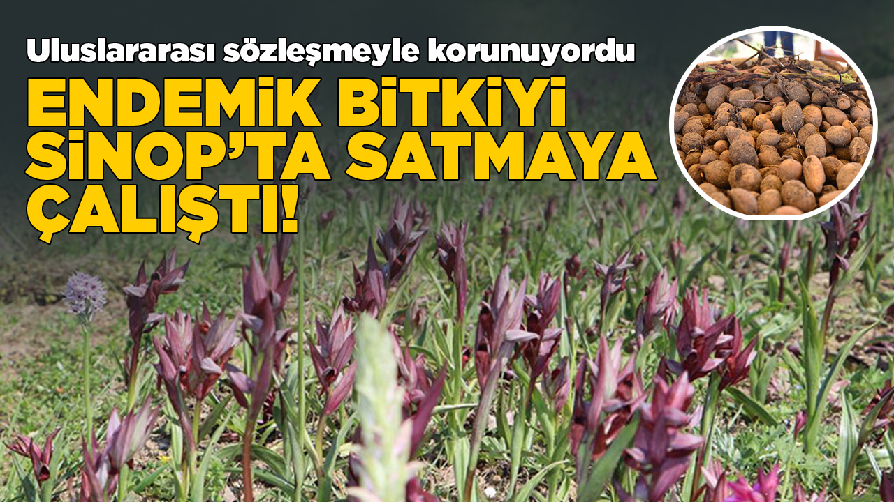 sinopsalepsatis
