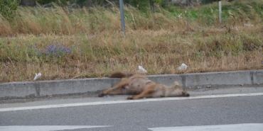 sinopta-aracin-carptigi-cakal-telef-oldu