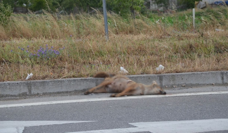 sinopta-aracin-carptigi-cakal-telef-oldu