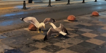 sinopta-martilarin-kavga-ani-goruntulendi