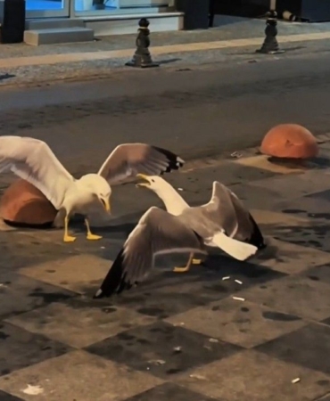 sinopta-martilarin-kavga-ani-goruntulendi