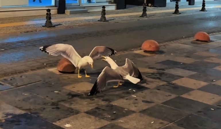 Sinop’ta martıların kavga anı görüntülendi
