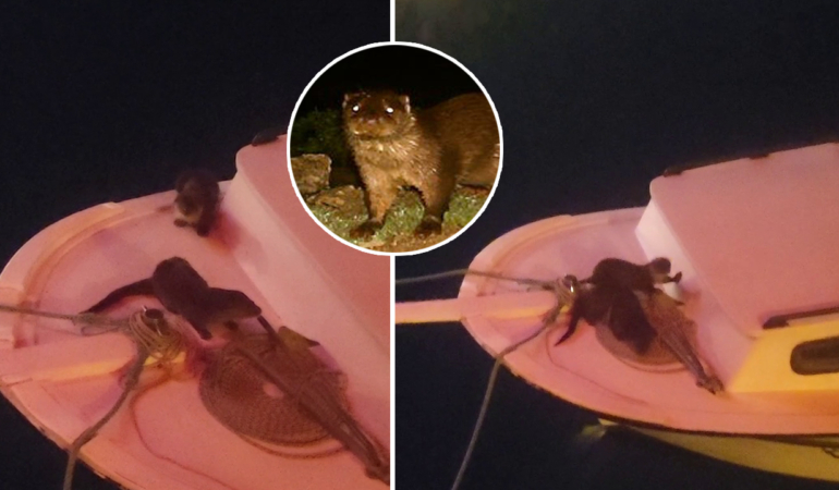 Balıkçı teknesine davetsiz misafir