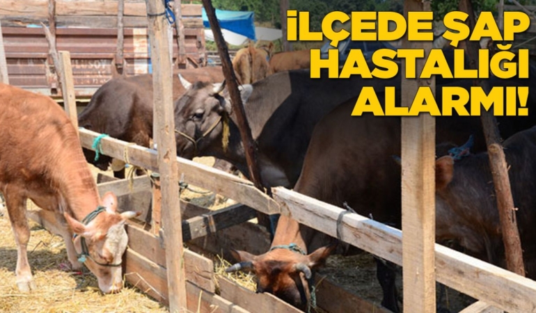 İlçede hayvan pazarları geçici olarak kapatıldı