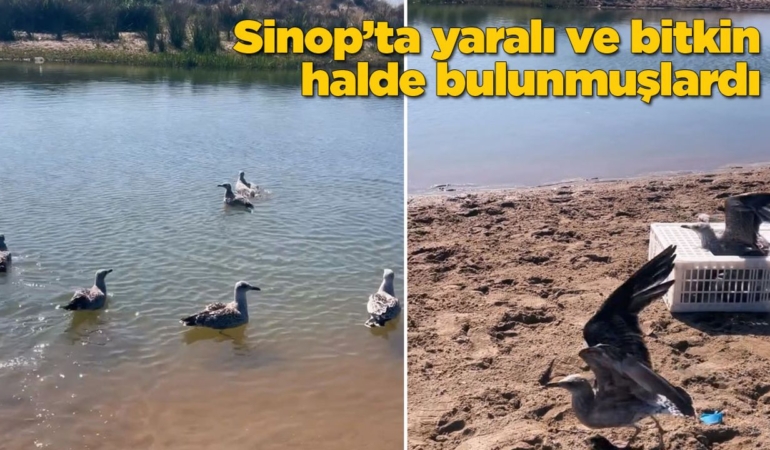 Tedavileri tamamlanan martılar doğaya salındı