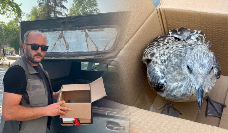 Vitrin Haber’e sığınan yaralı martı ekiplere teslim edildi