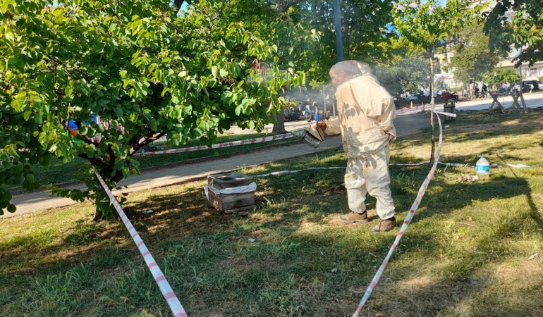 Sinop kent merkezinde arılar oğul verdi