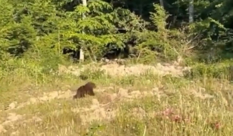 Sarıkum’da yavru ayı görüntülendi