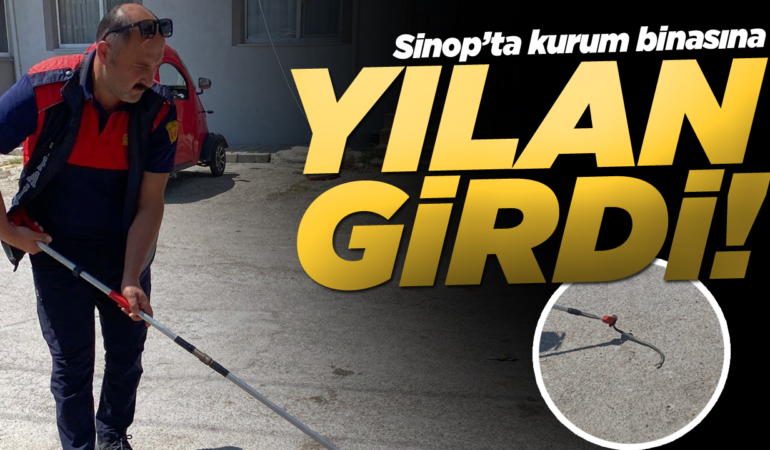 Sinop’ta kurum binasına giren yılan doğaya bırakıldı!