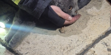 yangindan-kurtarilan-kediye-oksijen-destegi