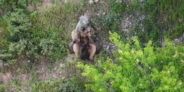yavrularini-emziren-ayi-goruntulendi