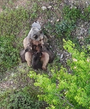 yavrularini-emziren-ayi-goruntulendi