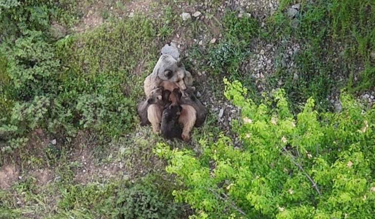 Yavrularını emziren ayı görüntülendi