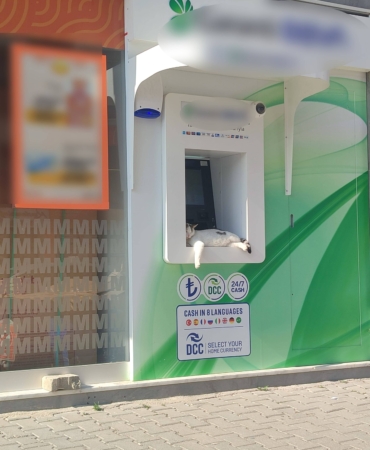 ATM ÜSTÜNDE UYUYAN KEDİ MAHALLENİN MASKOTU OLDU