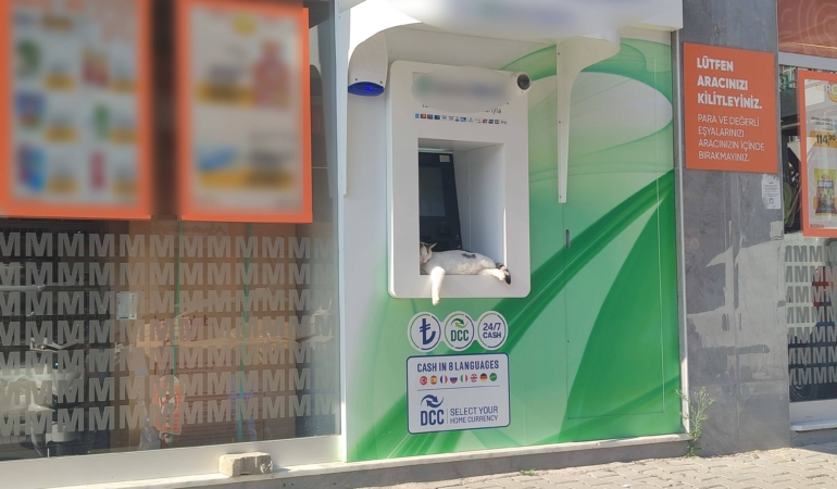 ATM ÜSTÜNDE UYUYAN KEDİ MAHALLENİN MASKOTU OLDU