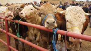 Kapatılan hayvan pazarlarıyla ilgili açıklama