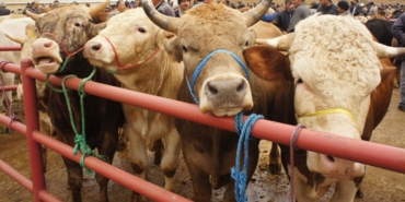 Kapatılan hayvan pazarlarıyla ilgili açıklama