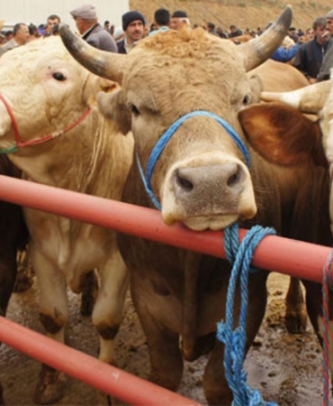 Kapatılan hayvan pazarlarıyla ilgili açıklama