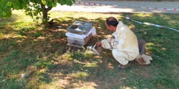 SİNOP KENT MERKEZİNDE ARILAR AĞACA OĞUL VERDİ