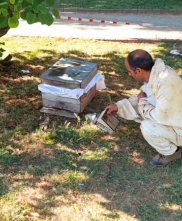 SİNOP KENT MERKEZİNDE ARILAR AĞACA OĞUL VERDİ