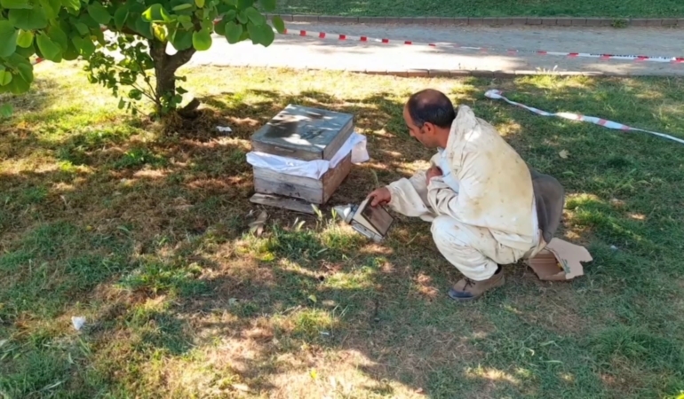 SİNOP KENT MERKEZİNDE ARILAR AĞACA OĞUL VERDİ