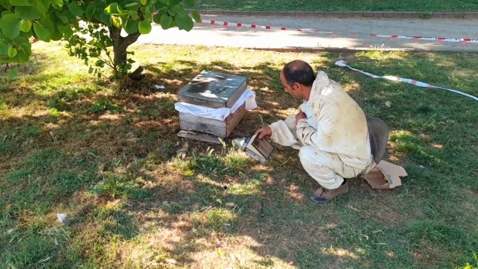 SİNOP KENT MERKEZİNDE ARILAR AĞACA OĞUL VERDİ