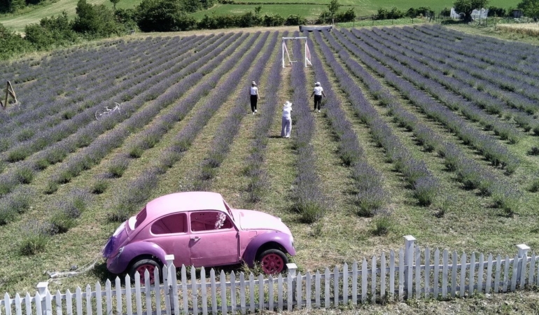 Lavanta tarlaları Sinop turizmini renklendirdi