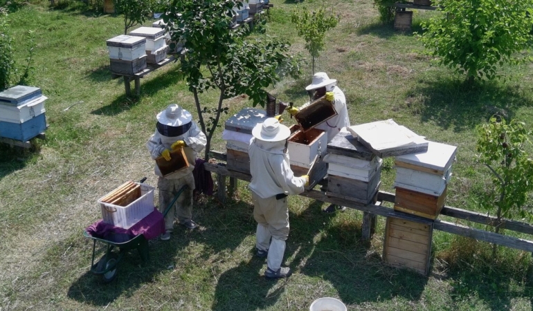 Tescilli Sinop kestane balının hasadı tamamlandı