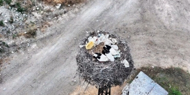Sinop'ta leylek ailesi uyurken görüntülendi