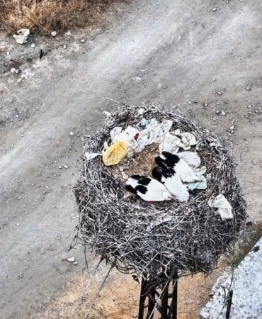 Sinop'ta leylek ailesi uyurken görüntülendi