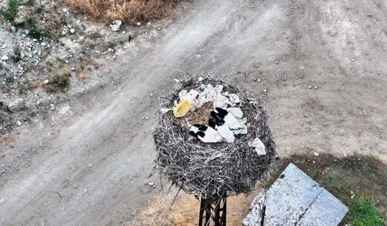 Sinop’ta leylek ailesi uyurken görüntülendi