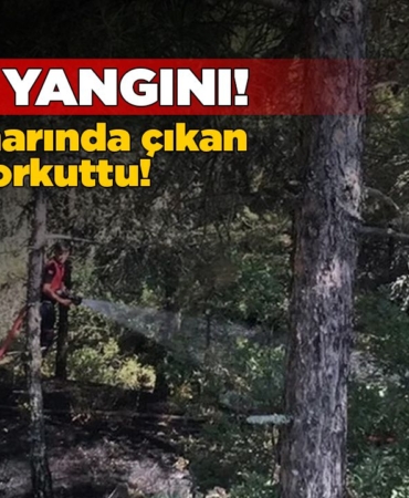 Yangında ağaçlık alan zarar gördü