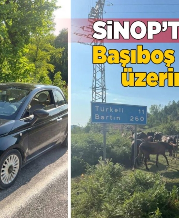 Sinop’ta başıboş at aracın üzerine atladı!