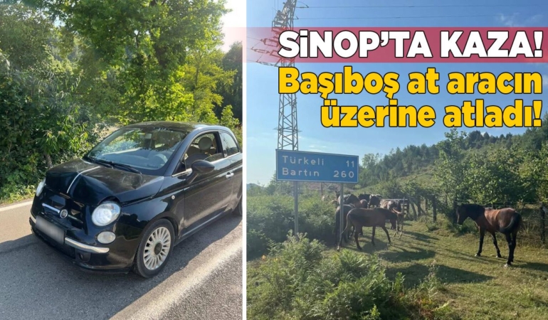 Sinop’ta başıboş at aracın üzerine atladı!