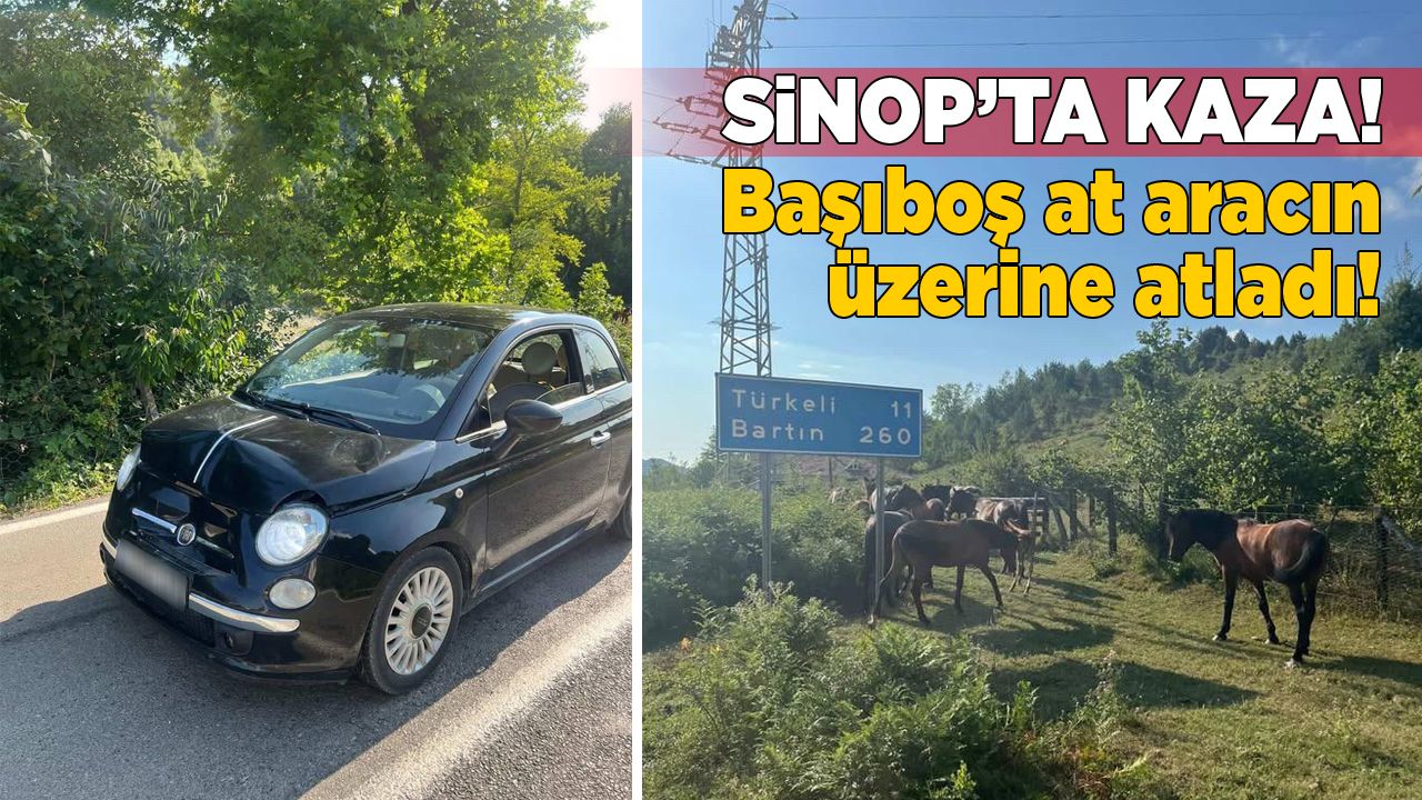 Sinop’ta başıboş at aracın üzerine atladı!