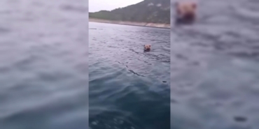 SİNOP’TA YÜZEN AYI GÖRÜNTÜLENDİ