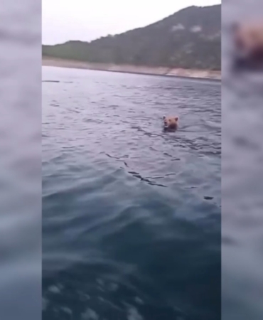 SİNOP’TA YÜZEN AYI GÖRÜNTÜLENDİ