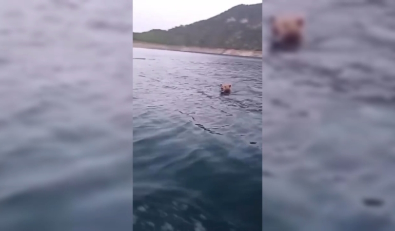 SİNOP’TA YÜZEN AYI GÖRÜNTÜLENDİ