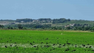 celtikci-kuslari-sinopta-goruntulendi