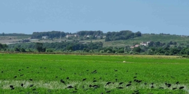 celtikci-kuslari-sinopta-goruntulendi