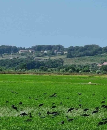 celtikci-kuslari-sinopta-goruntulendi