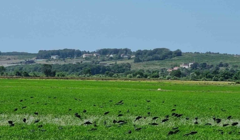 Çeltikçi kuşları Sinop’ta görüntülendi